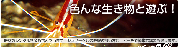 �V���m�[�P�����O